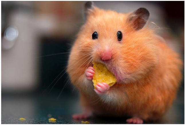 overfed hamster