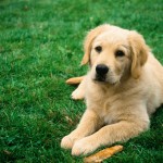 sitting dog He's already more erudite than most Carnival of Wealth submitters