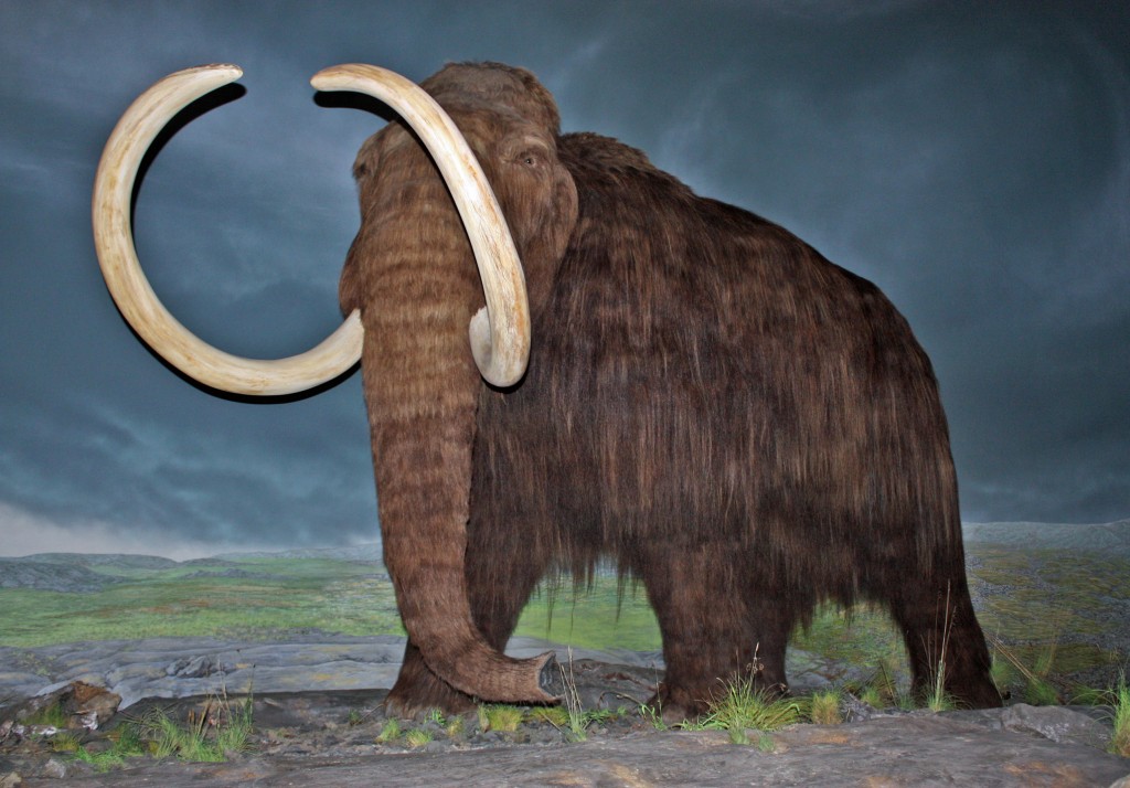 No wonder they went extinct, their eyes were too small to see predators. Wait, what preys on a mammoth? 