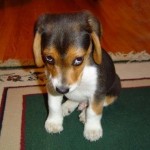 Puppy with sad eyes